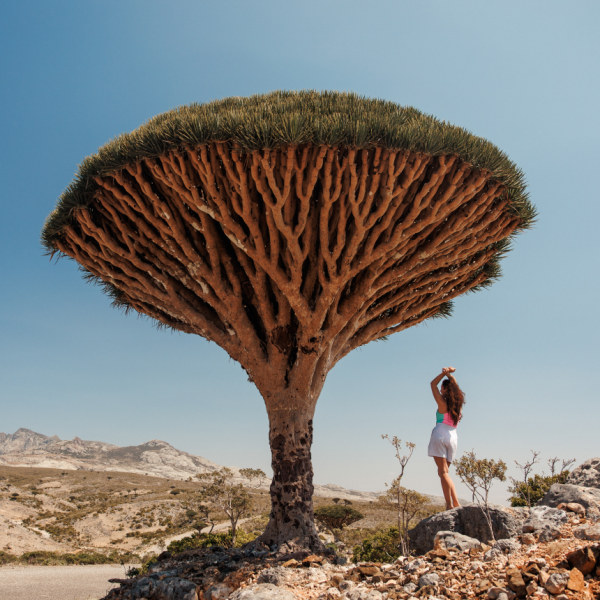 Socotra